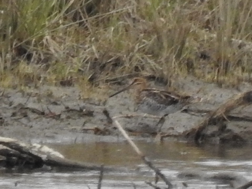 Wilson's Snipe - ML617878927