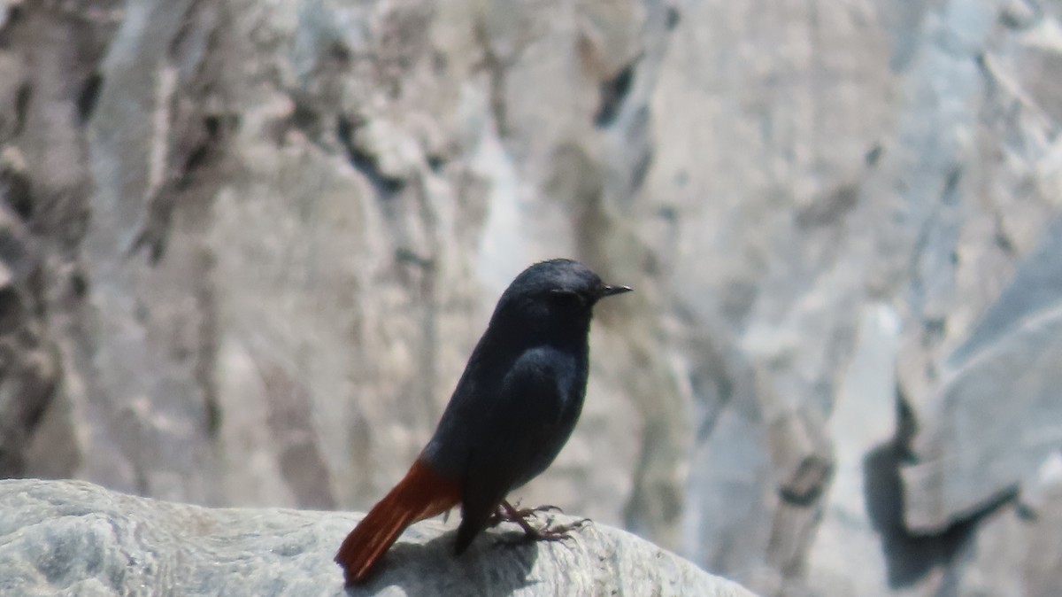 Plumbeous Redstart - ML617878928