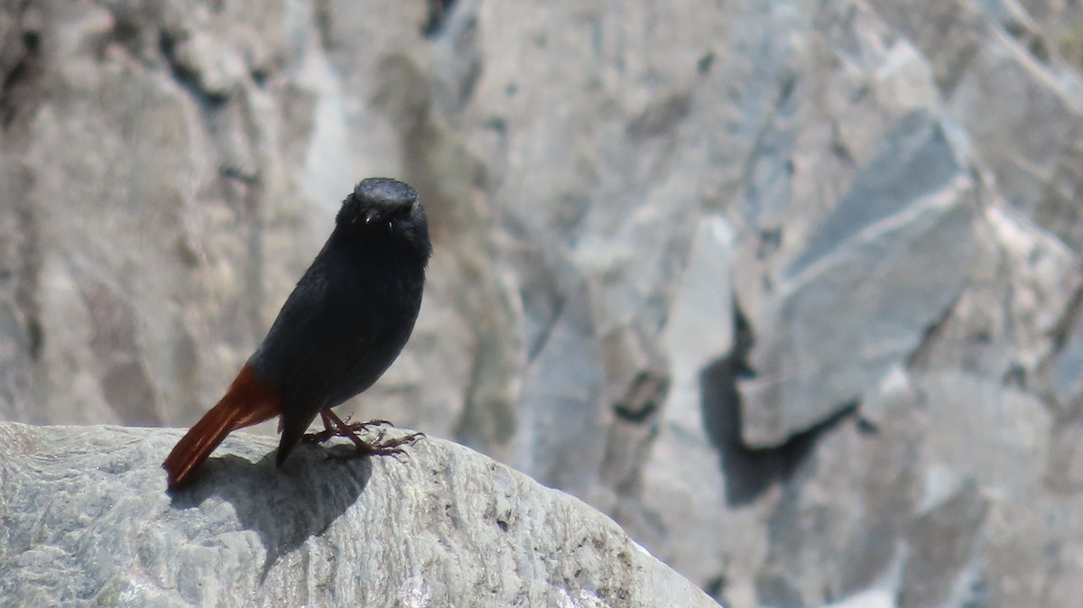 Plumbeous Redstart - ML617878933