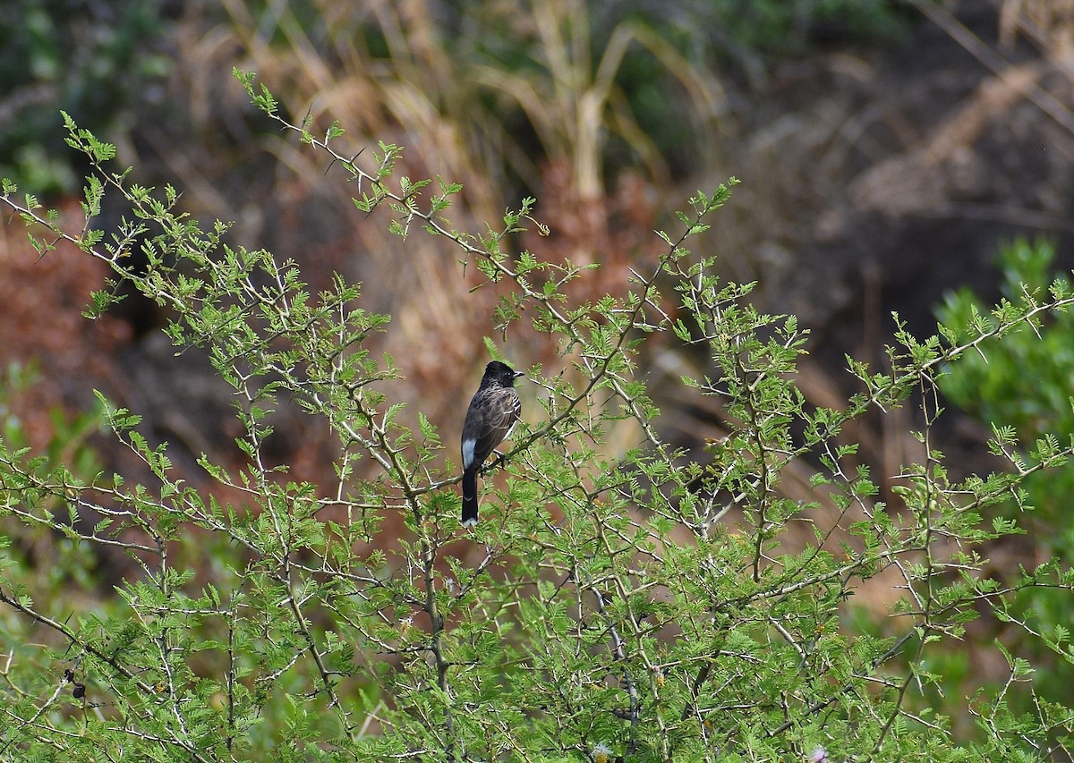 Red-vented Bulbul - ML617878940