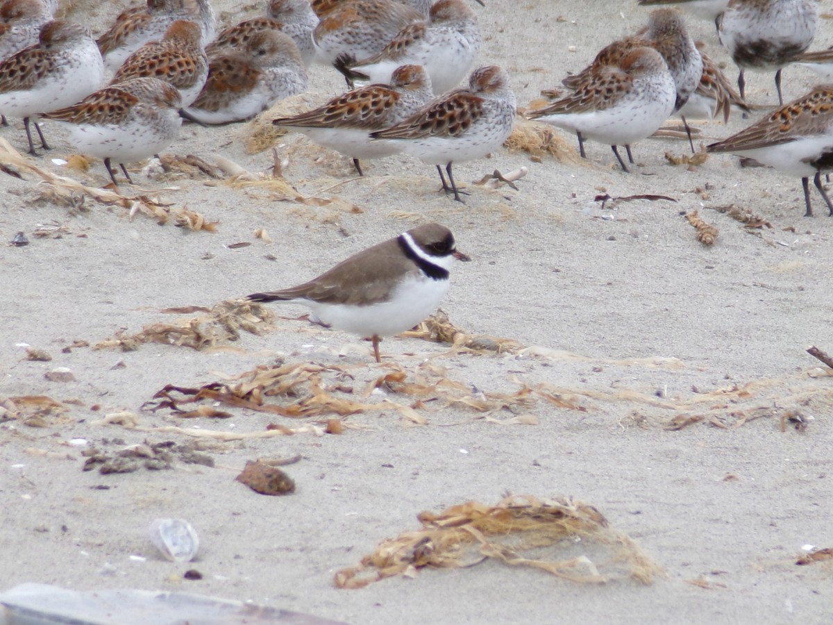 Semipalmated Plover - ML617878946