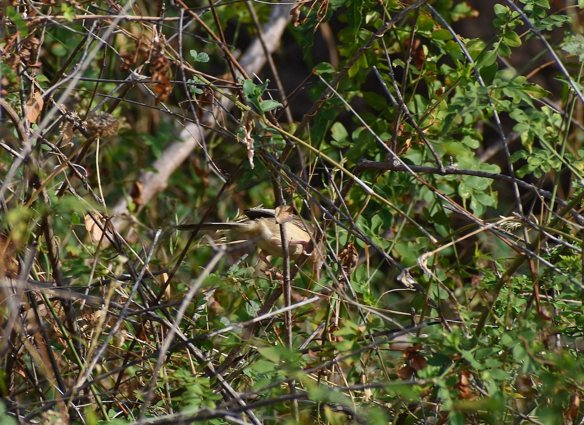 Jungle Prinia - ML617878974