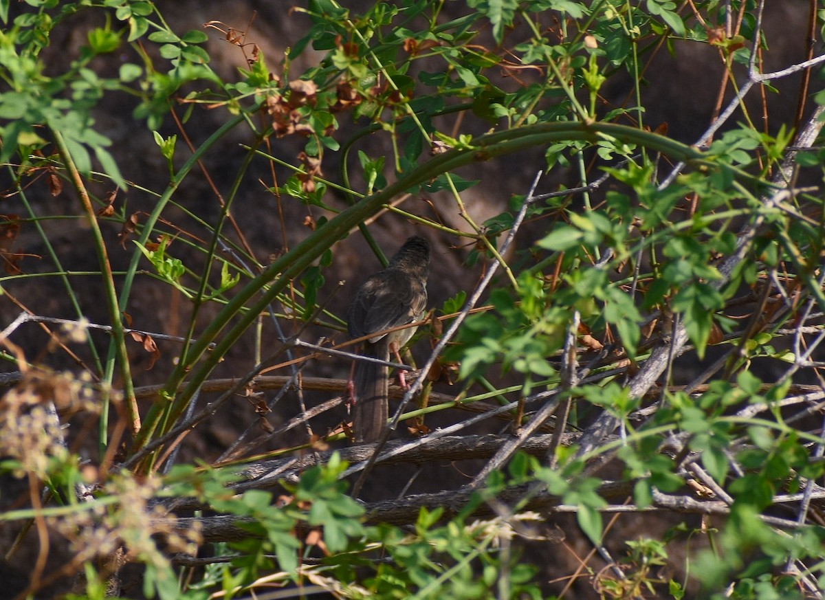 Jungle Prinia - ML617878975