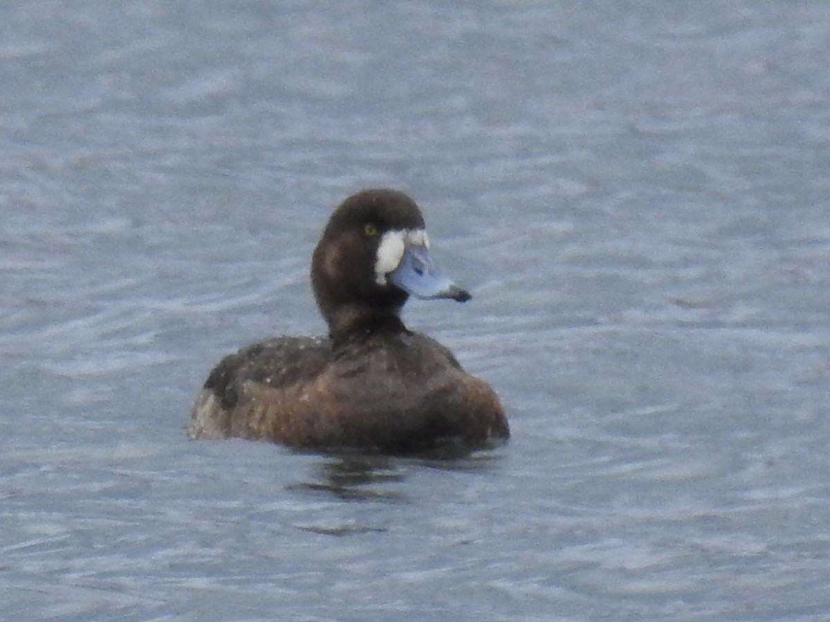 Greater Scaup - Alex Trifunovic