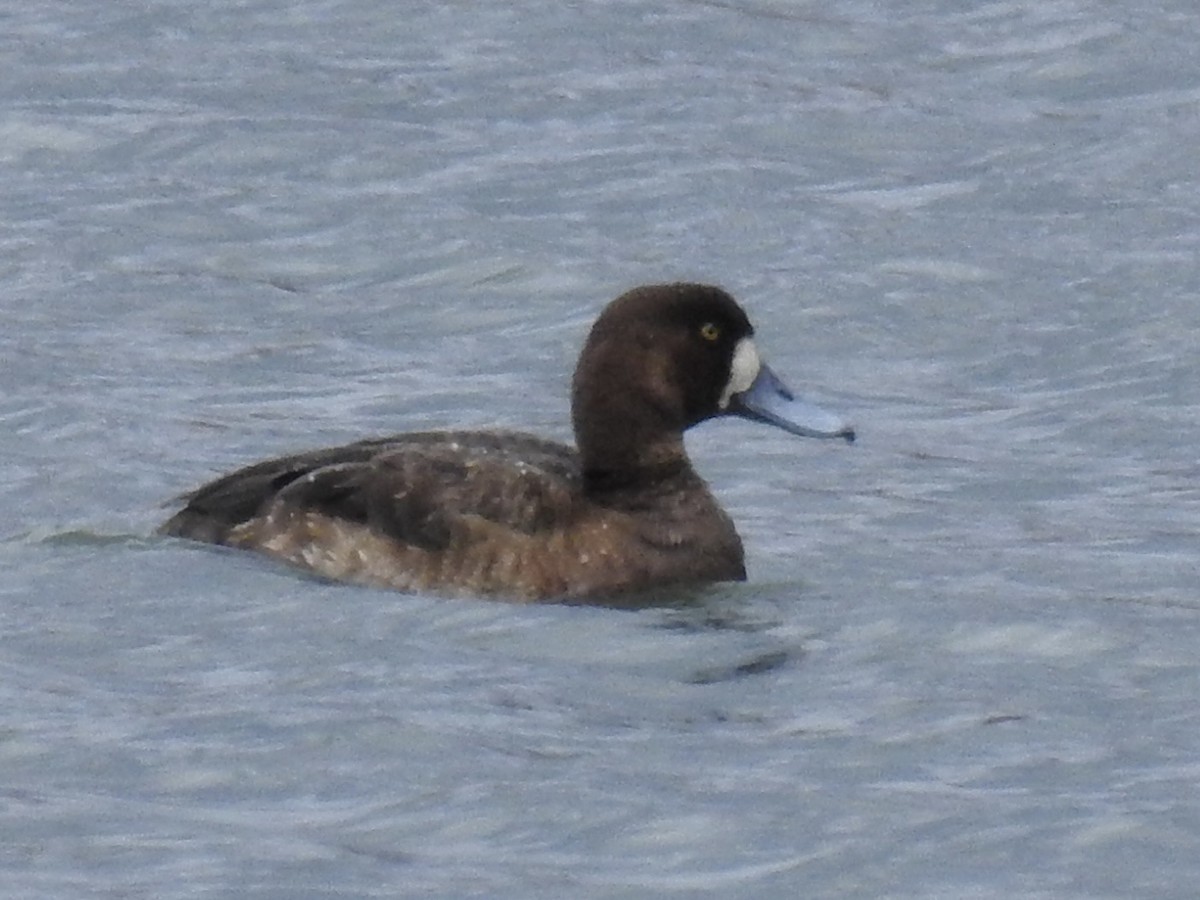 Greater Scaup - Alex Trifunovic