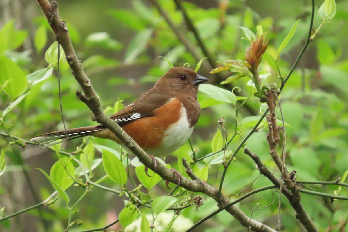 Eastern Towhee - ML617879077