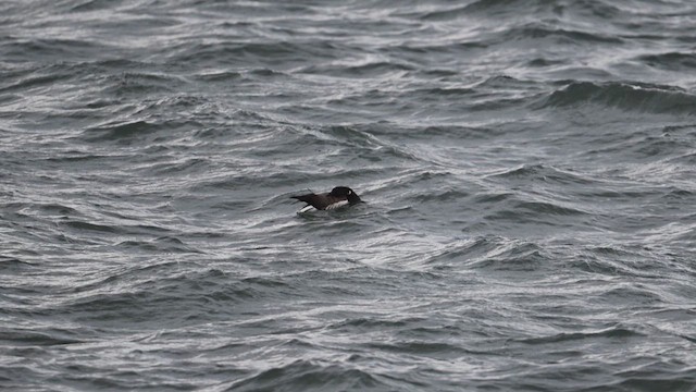 Brant (Atlantic) - ML617879081