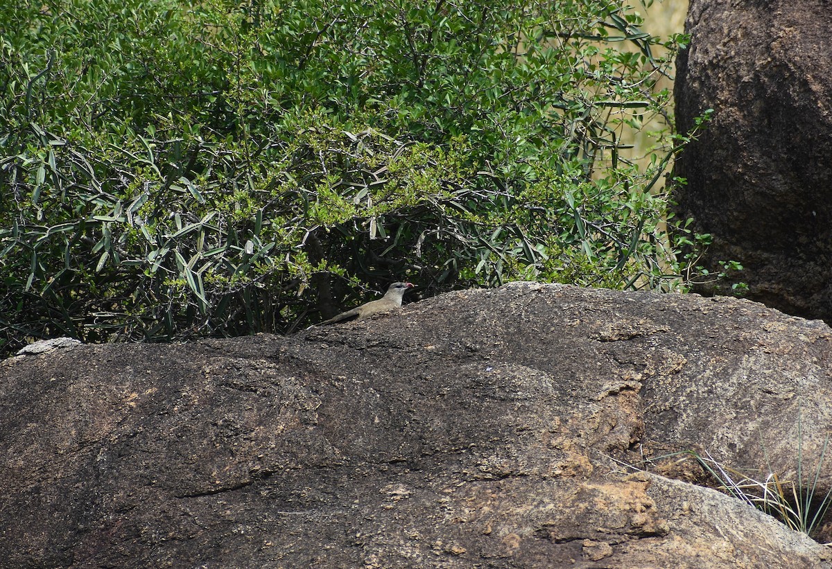 Sirkeer Malkoha - ML617879082