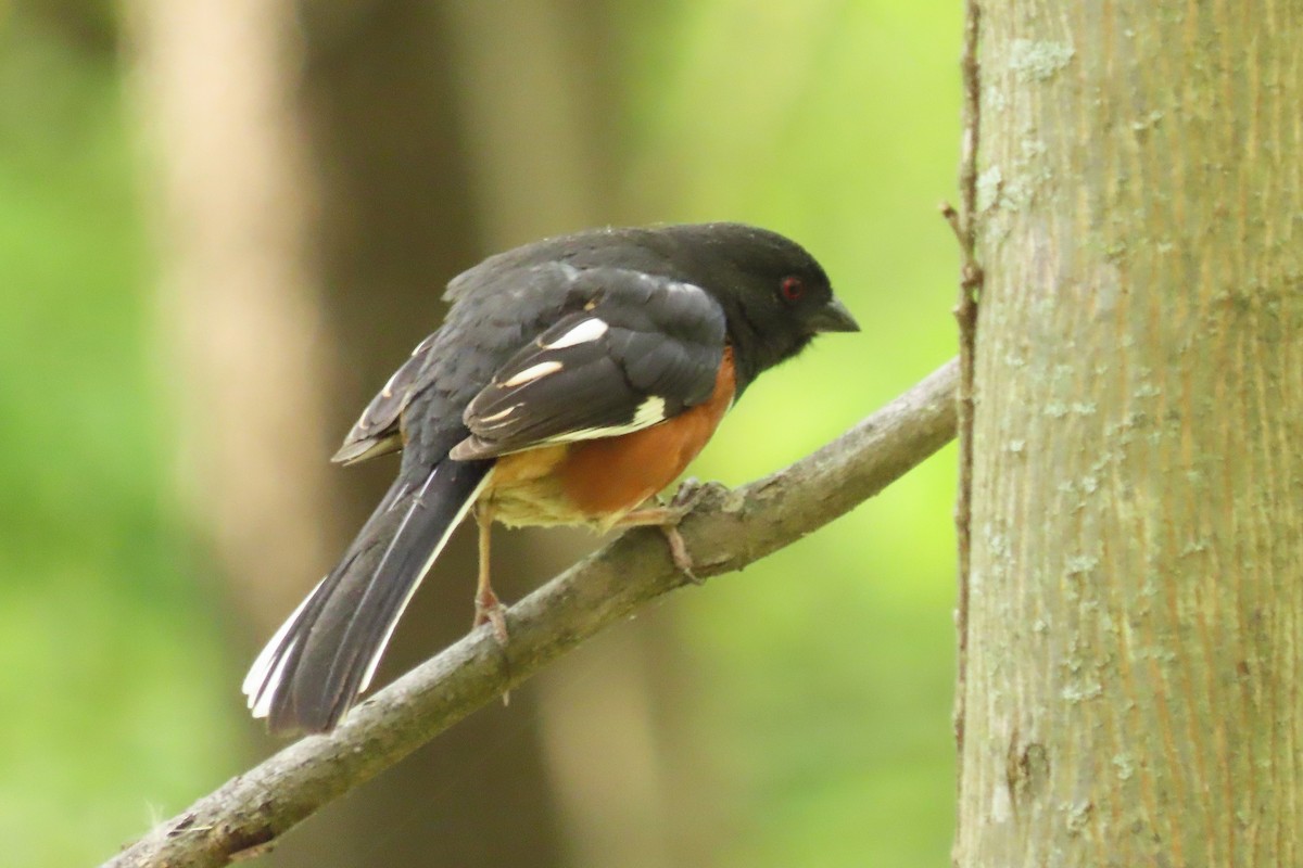 Eastern Towhee - ML617879087