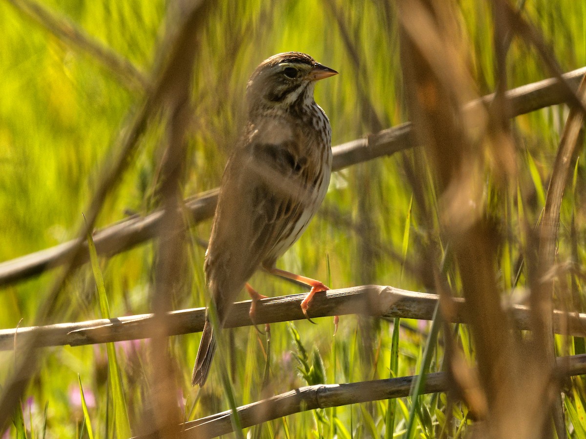 Savannah Sparrow - Clyde Wilson