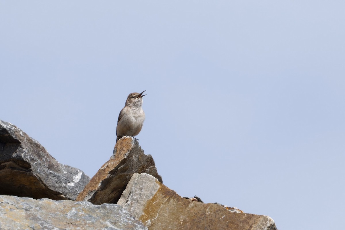 Rock Wren (Northern) - ML617879102