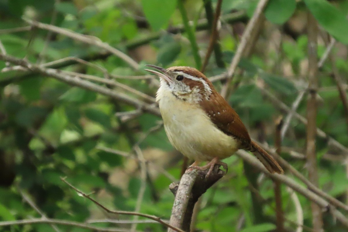 Carolina Wren - ML617879107