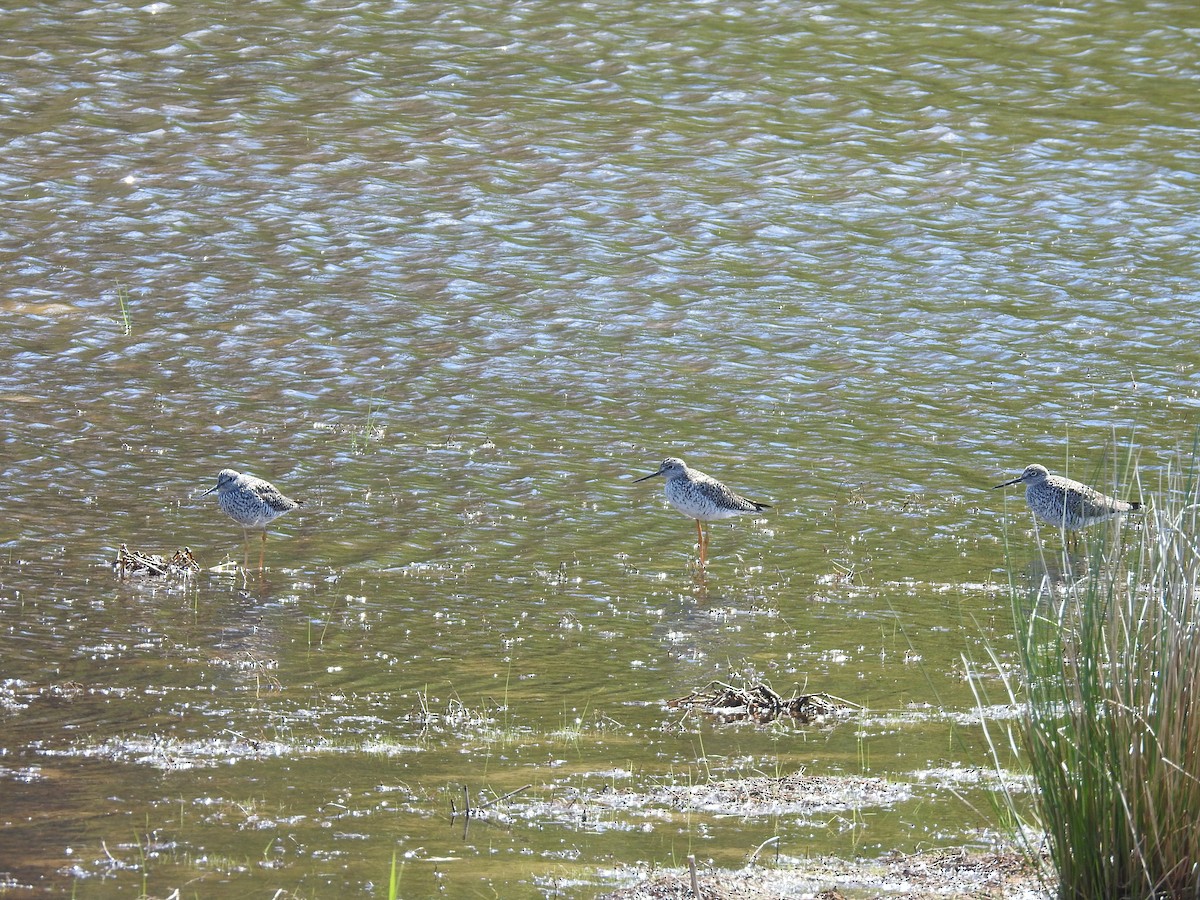 Greater Yellowlegs - ML617879141