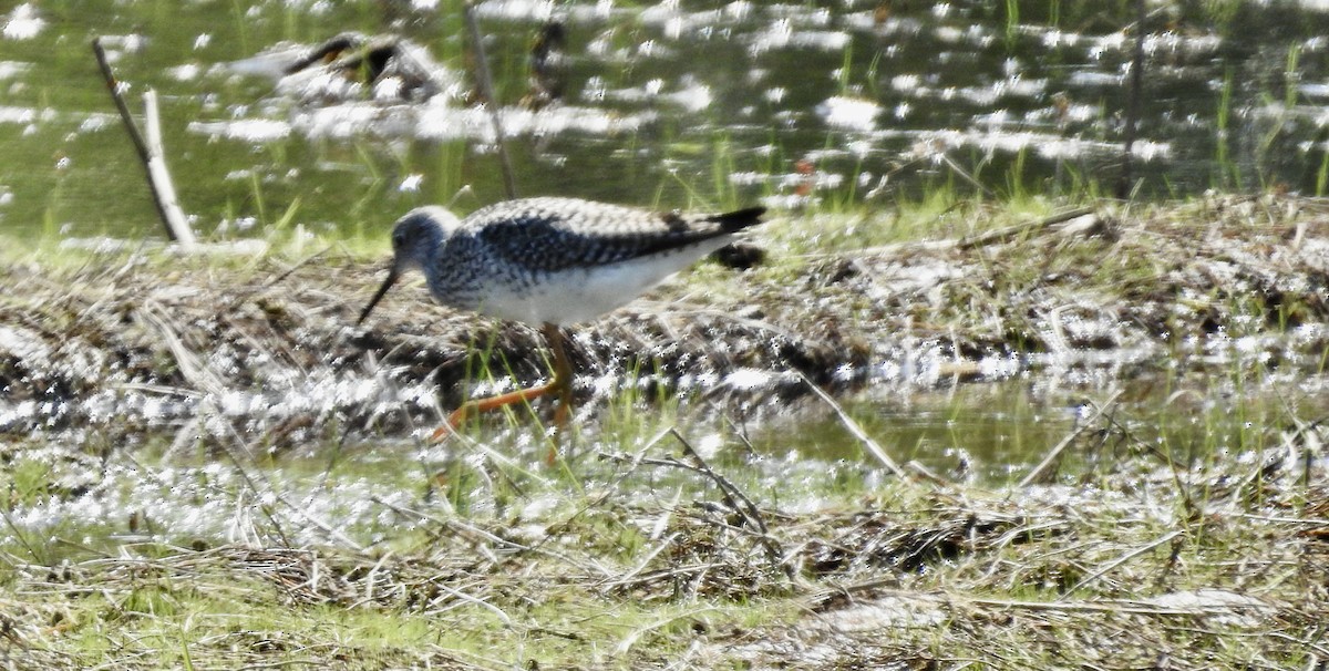 Greater Yellowlegs - ML617879155