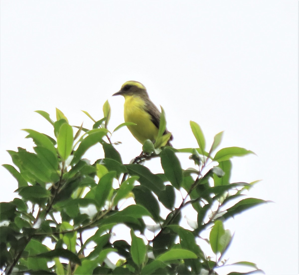 Lemon-browed Flycatcher - ML617879173