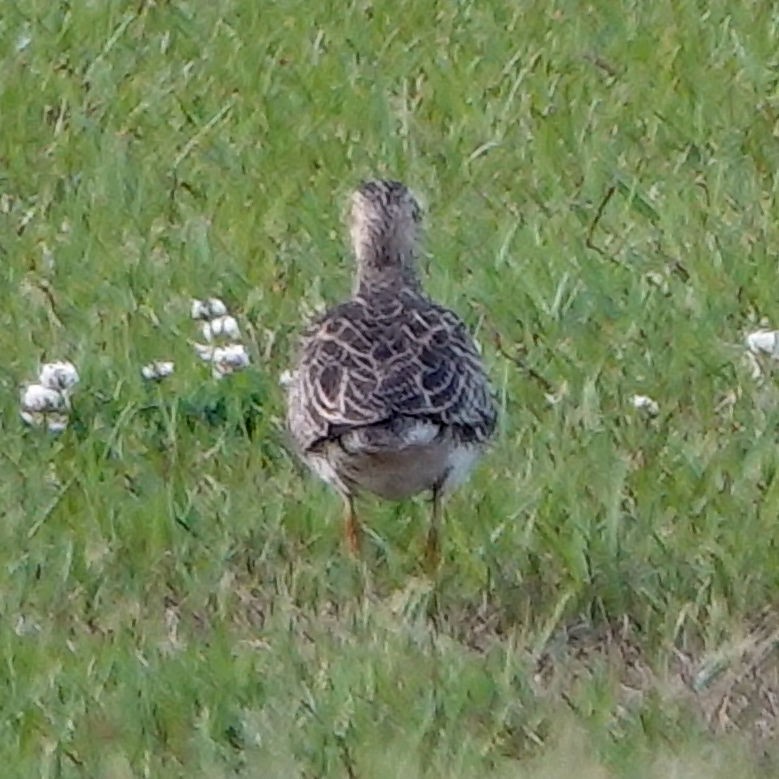 Upland Sandpiper - ML617879210