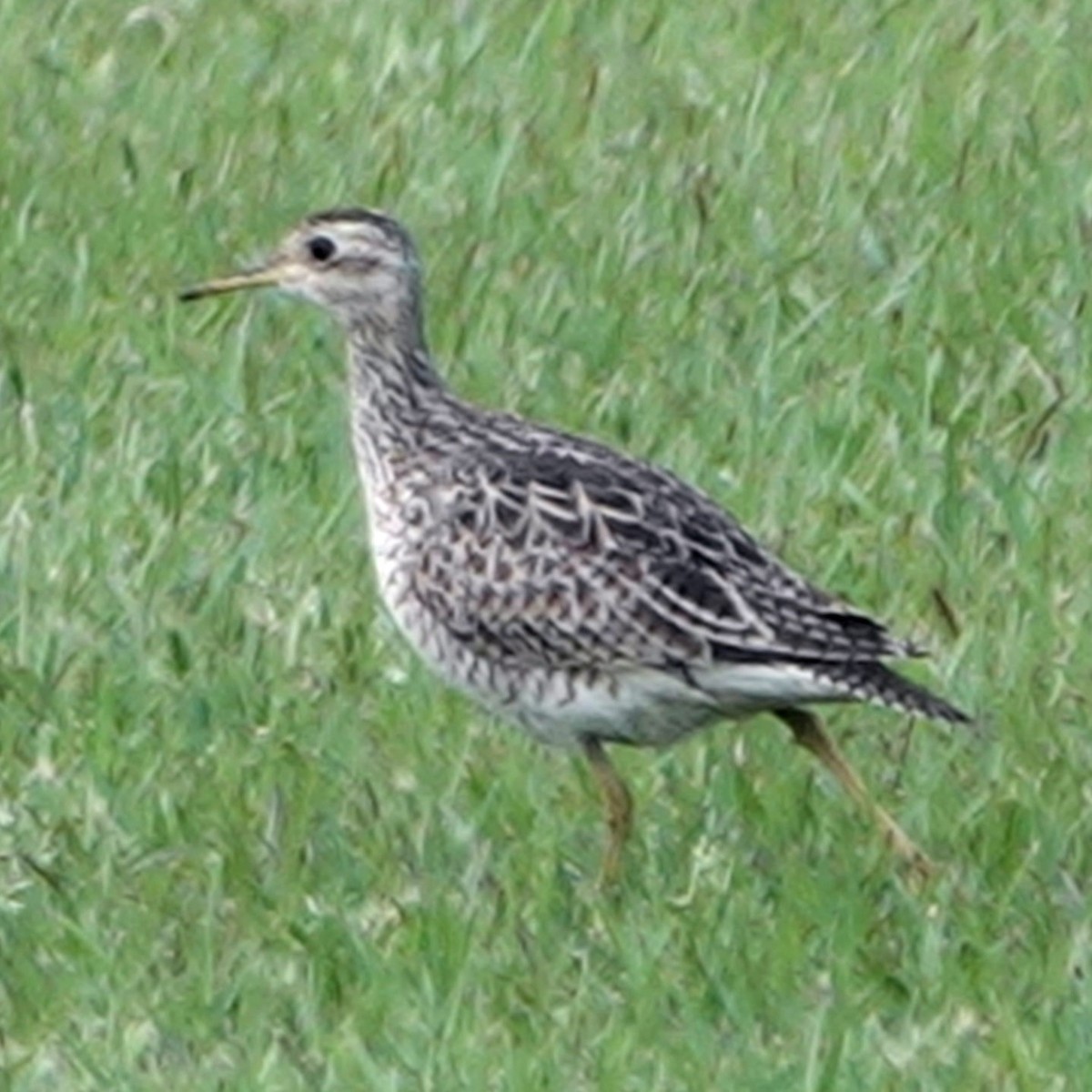 Upland Sandpiper - Doug Wassmer