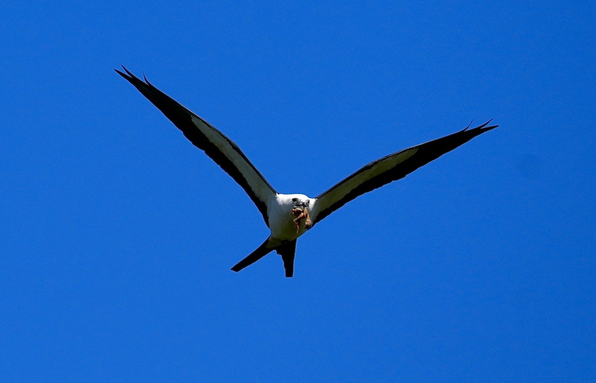 Swallow-tailed Kite - ML617879244