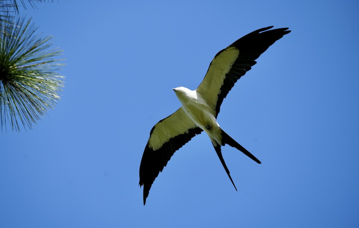 Swallow-tailed Kite - ML617879245