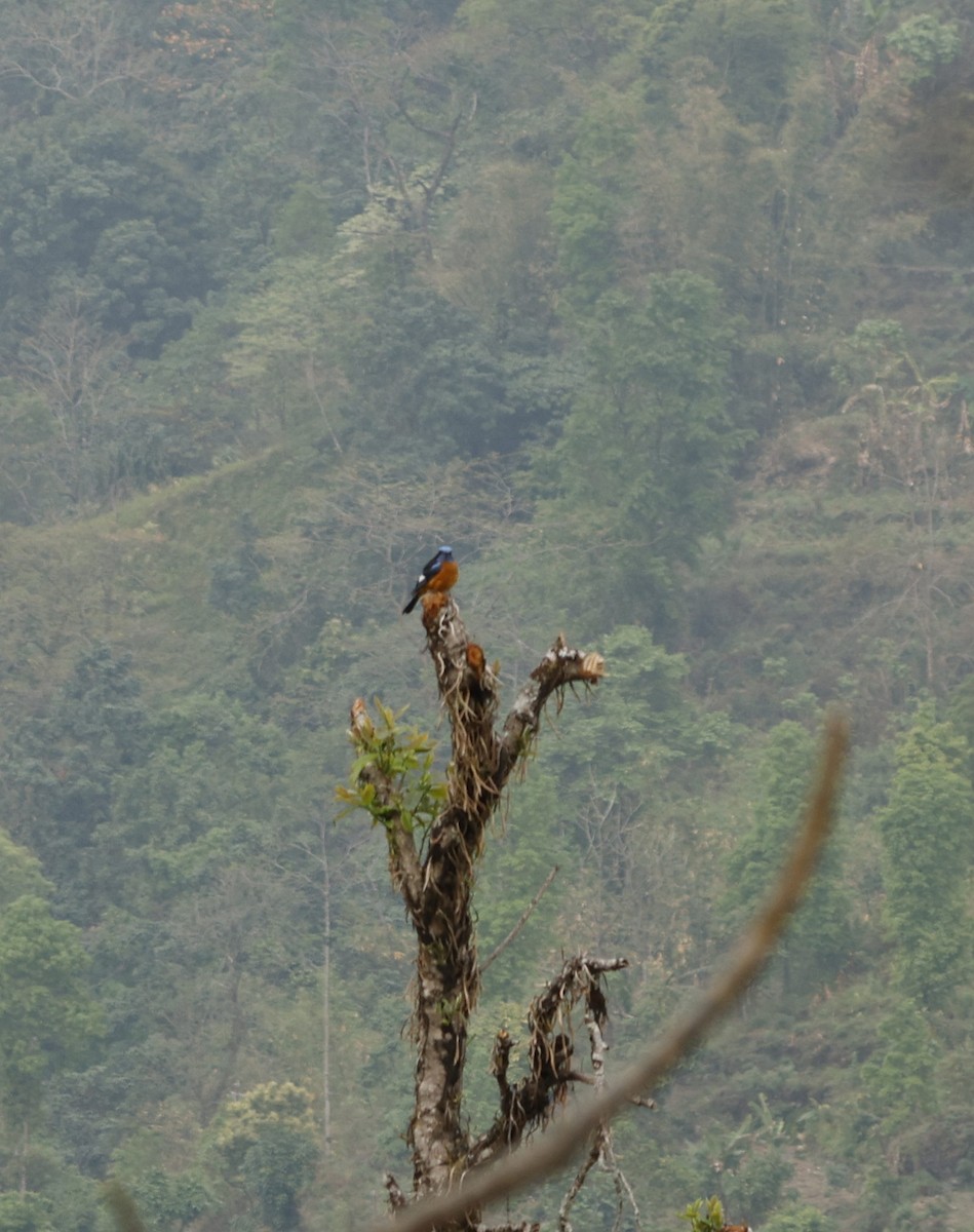 Blue-capped Rock-Thrush - ML617879285