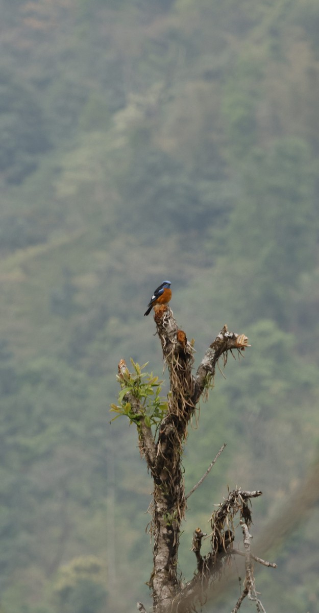 Blue-capped Rock-Thrush - ML617879288