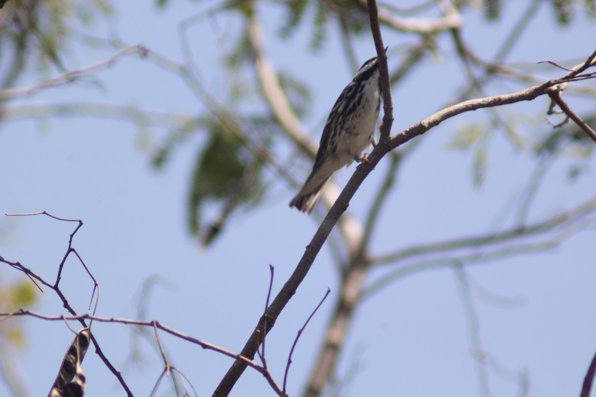 Blackpoll Warbler - ML617879303