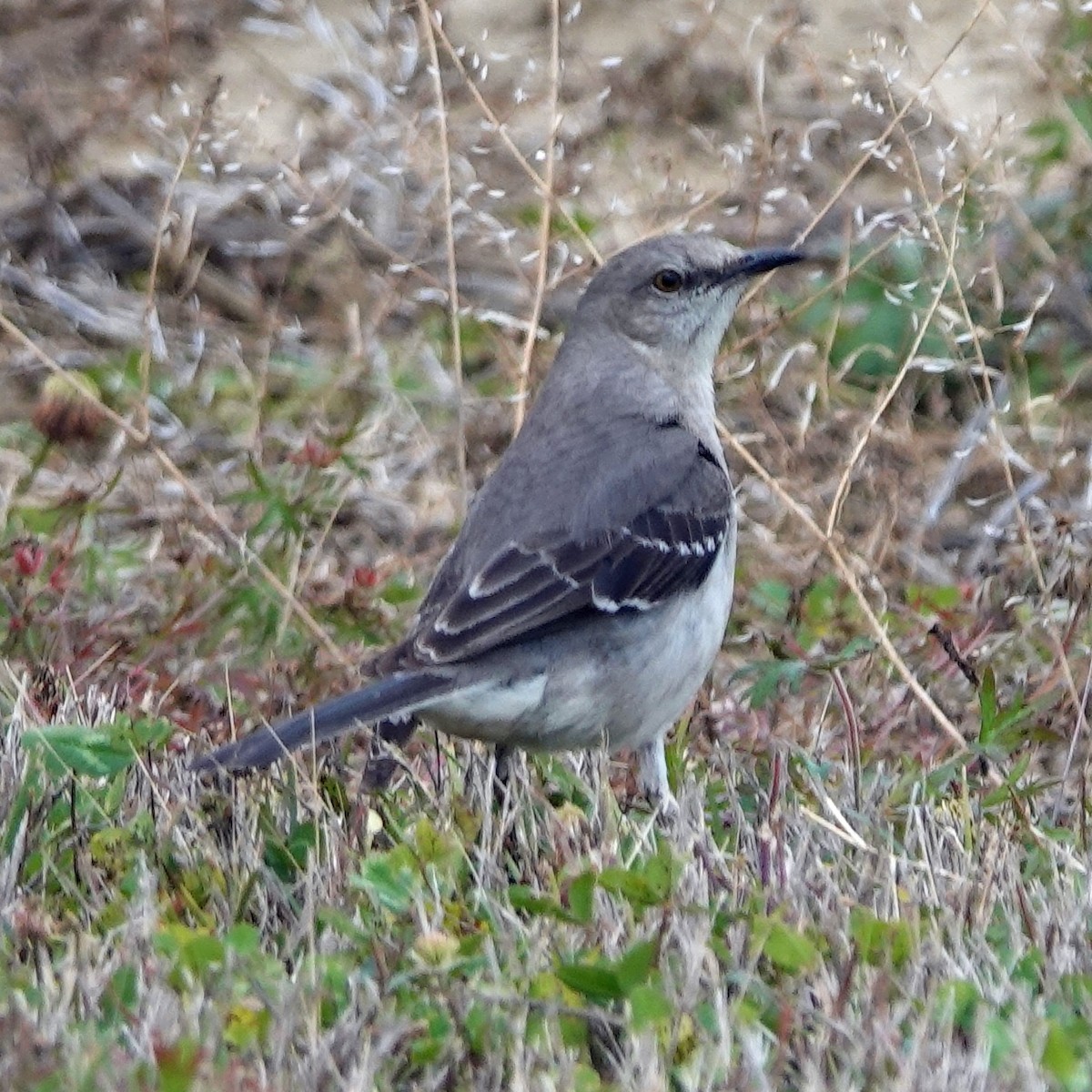 Northern Mockingbird - ML617879322