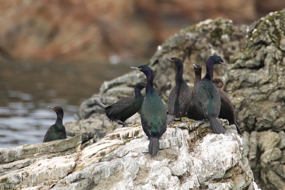 Pelagic Cormorant - George Matz