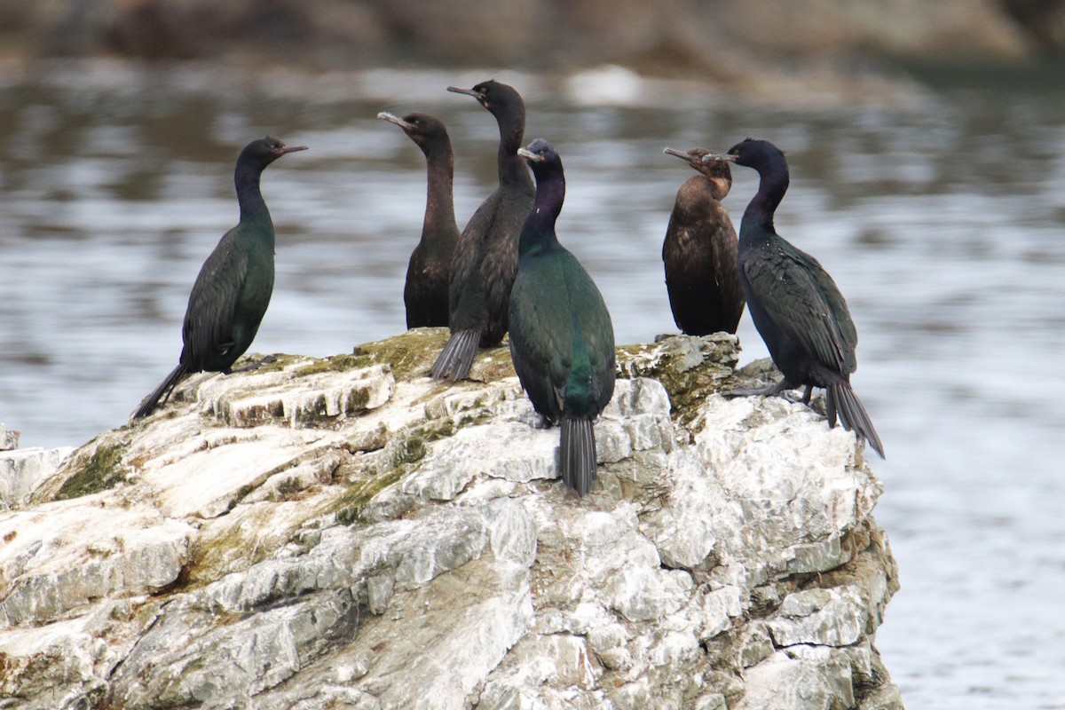 Pelagic Cormorant - George Matz