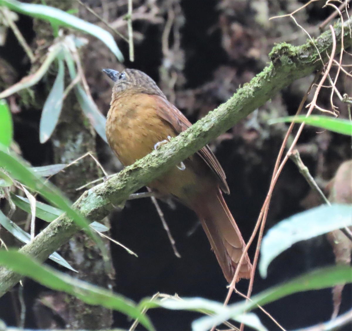 Streak-capped Treehunter - ML617879328