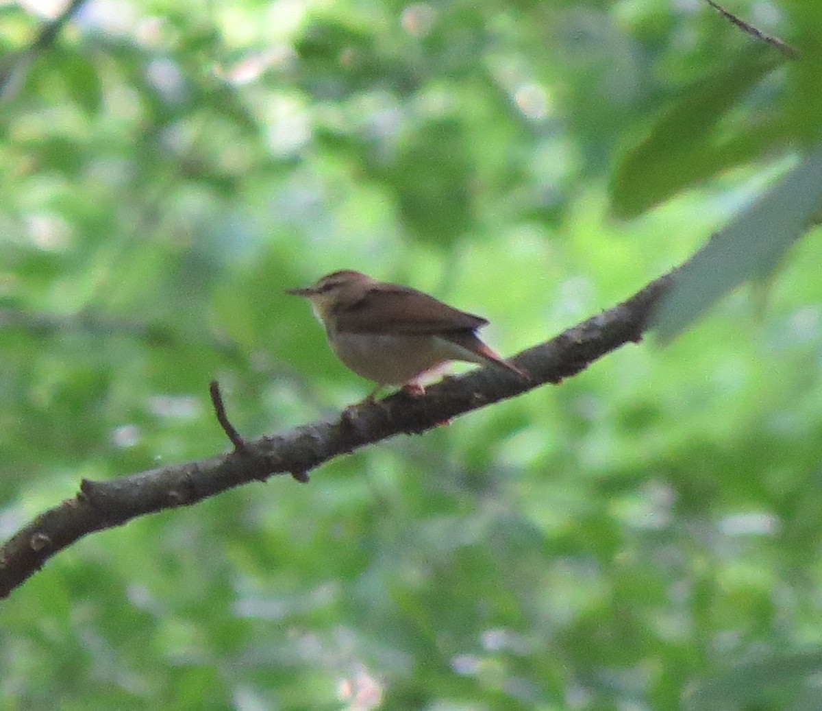 Swainson's Warbler - Steve Bauer