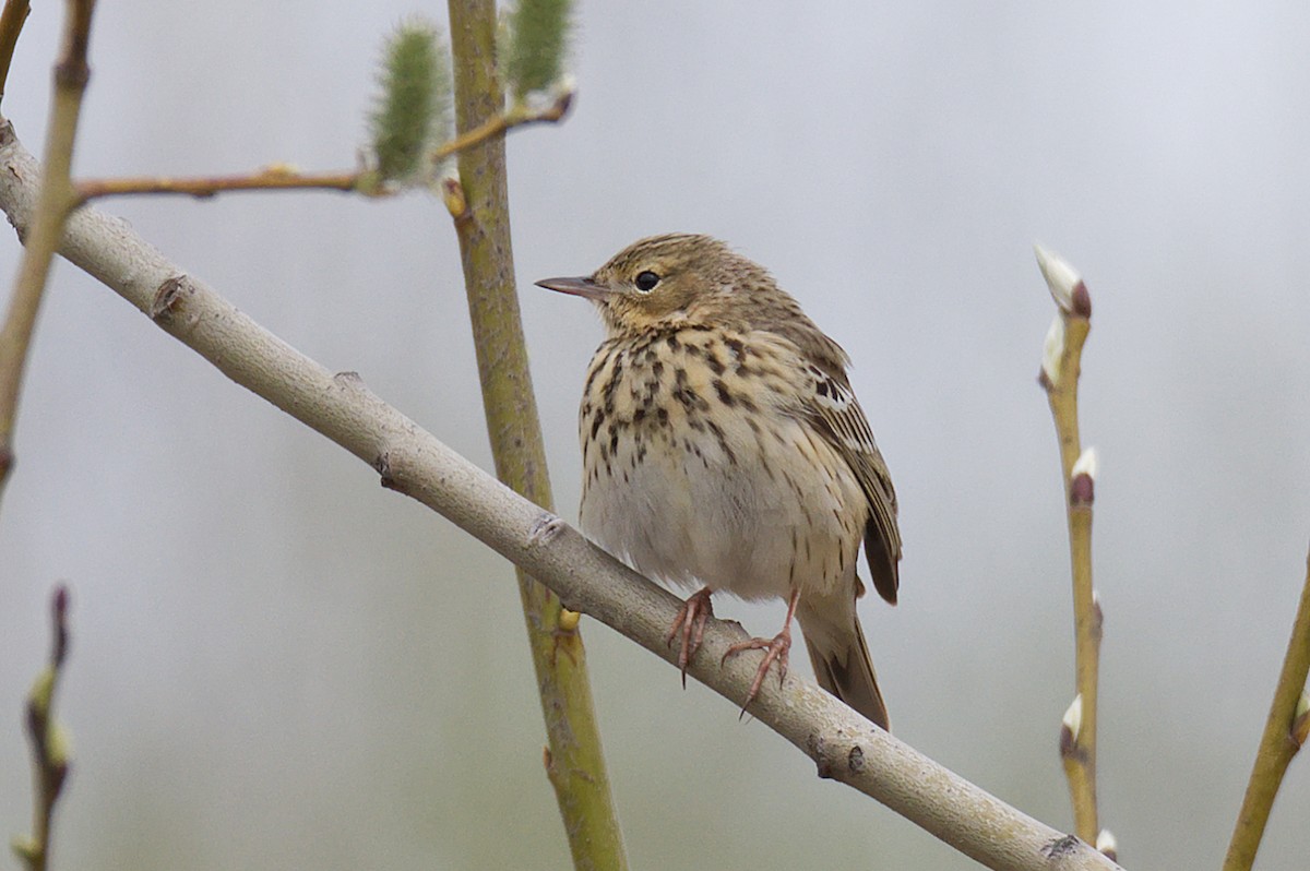 Tree Pipit - Natalya Ostapova