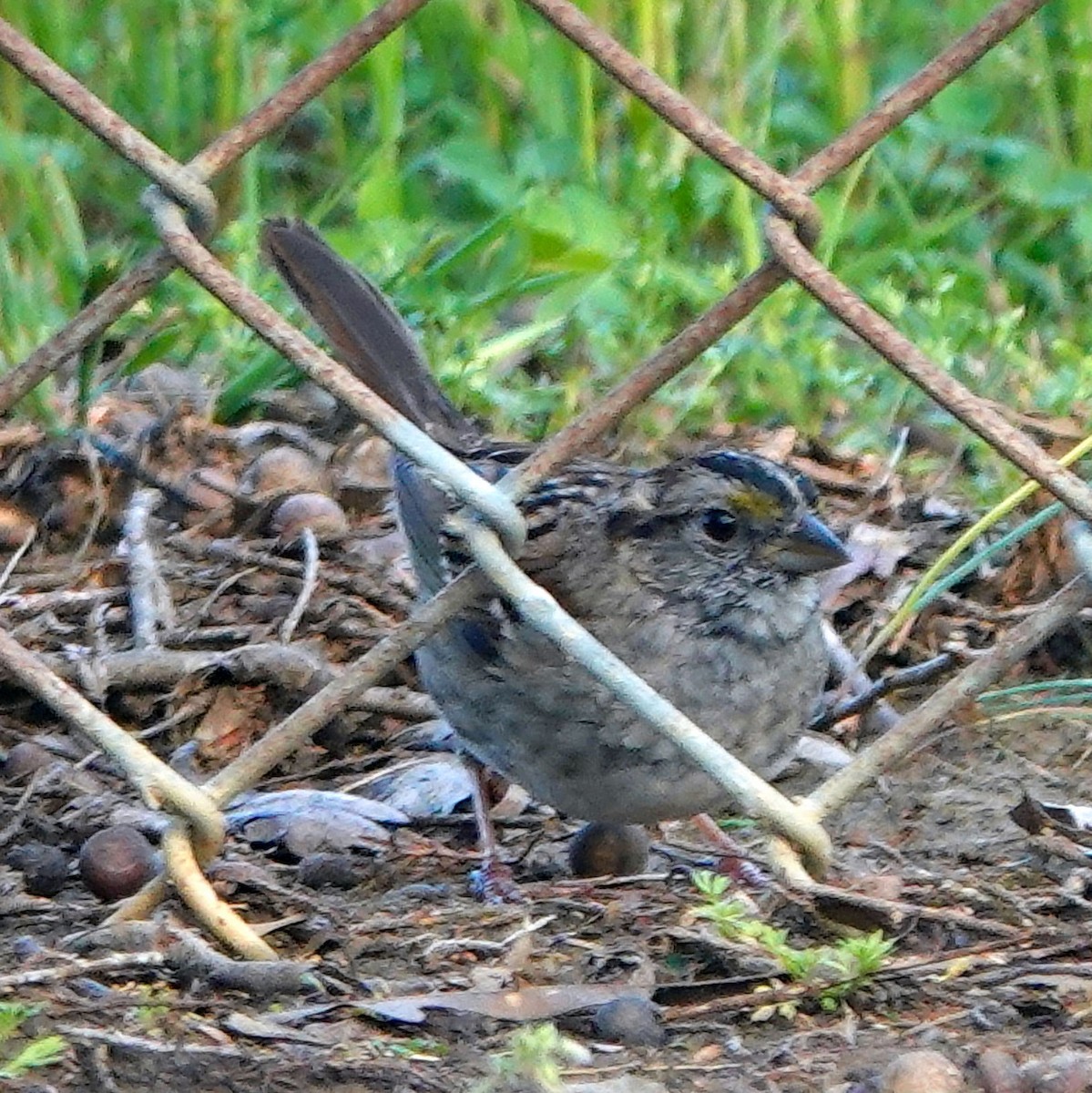 White-throated Sparrow - Doug Wassmer