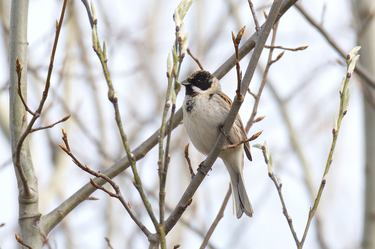 Reed Bunting - Natalya Ostapova