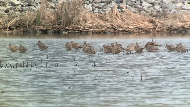 Marbled Godwit - ML617879435