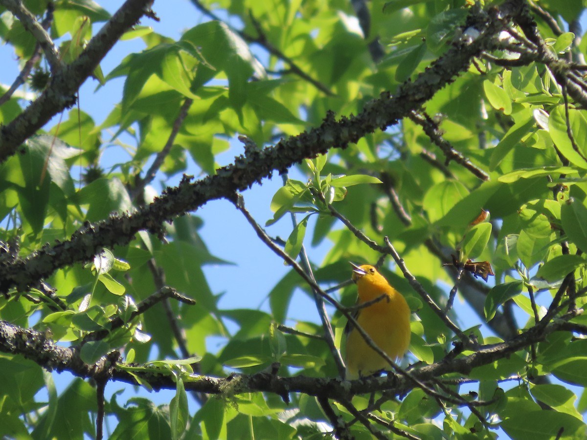 Prothonotary Warbler - ML617879458