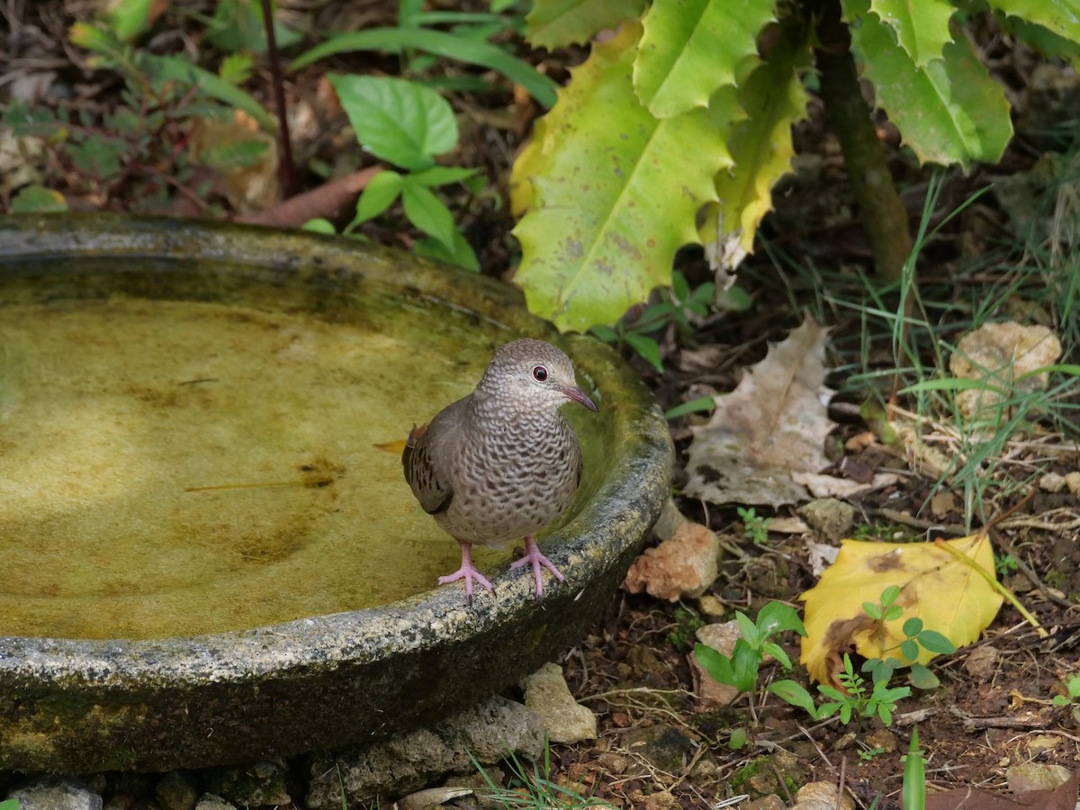 Common Ground Dove - Mary Corporan Dunn