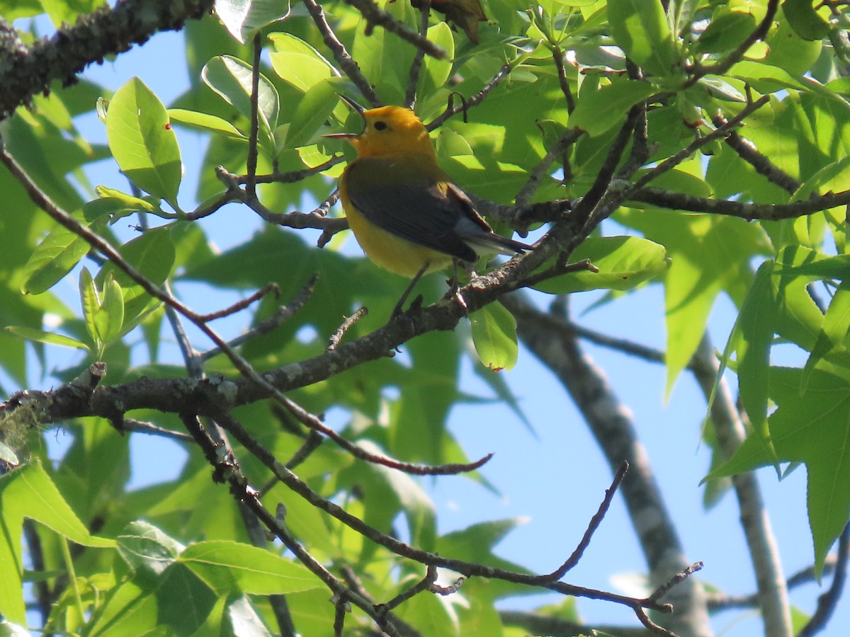 Prothonotary Warbler - Michael  Moss
