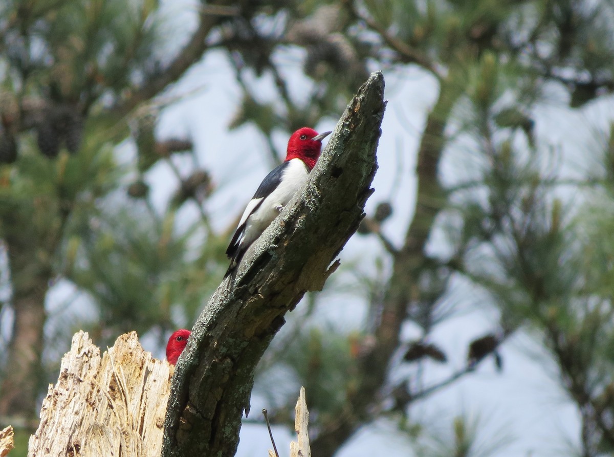 Red-headed Woodpecker - Steve Bauer