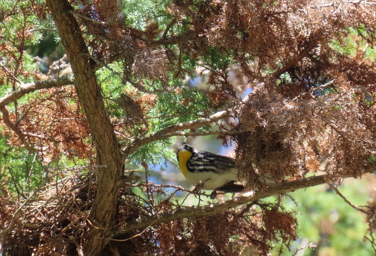 Yellow-throated Warbler - ML617879476