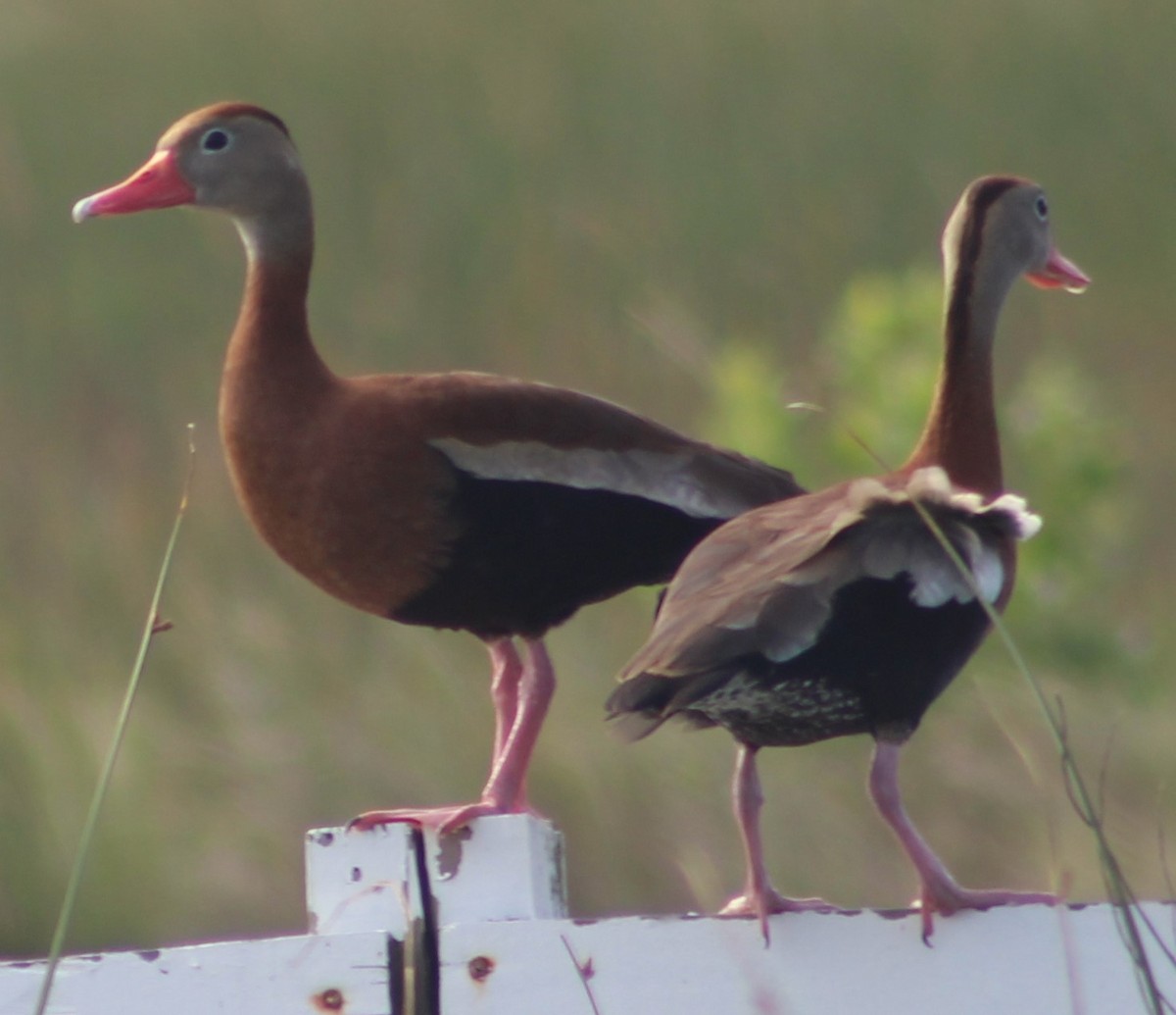 Black-bellied Whistling-Duck - ML617879479