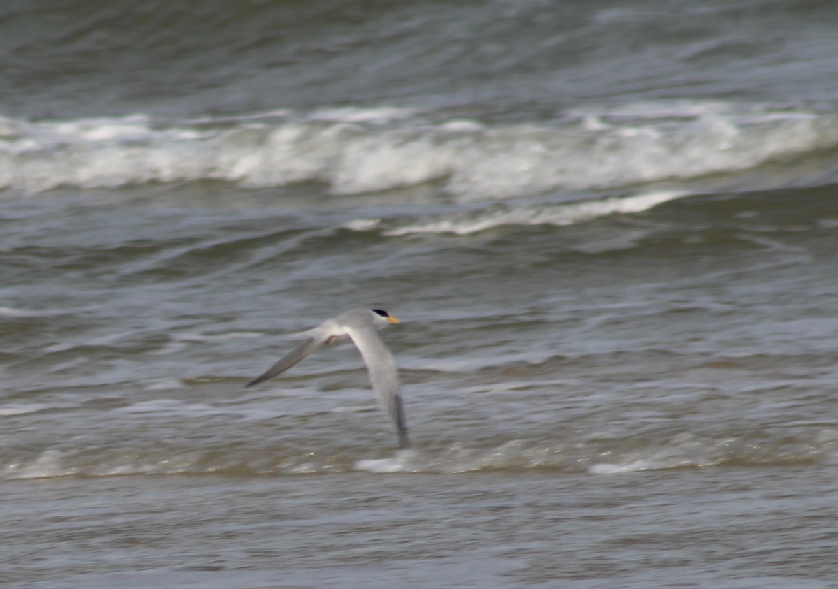 Least Tern - ML617879486