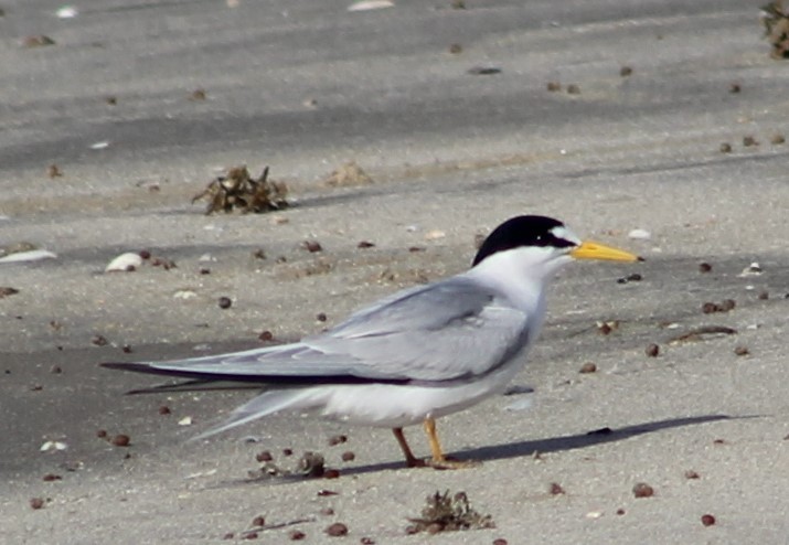 Least Tern - ML617879490