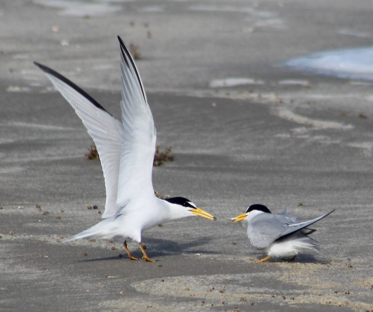 Least Tern - ML617879493