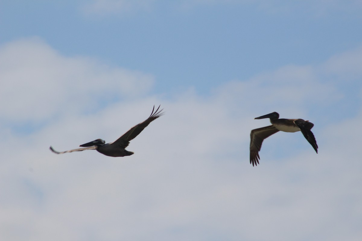 Brown Pelican - ML617879505