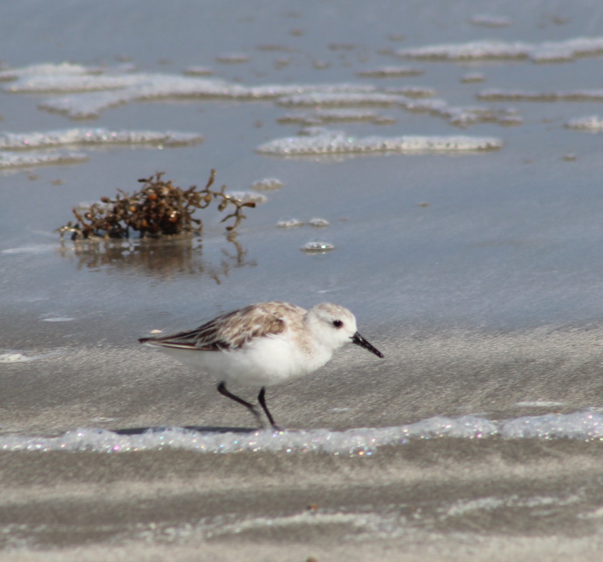 Laughing Gull - Anupa Doraiswami