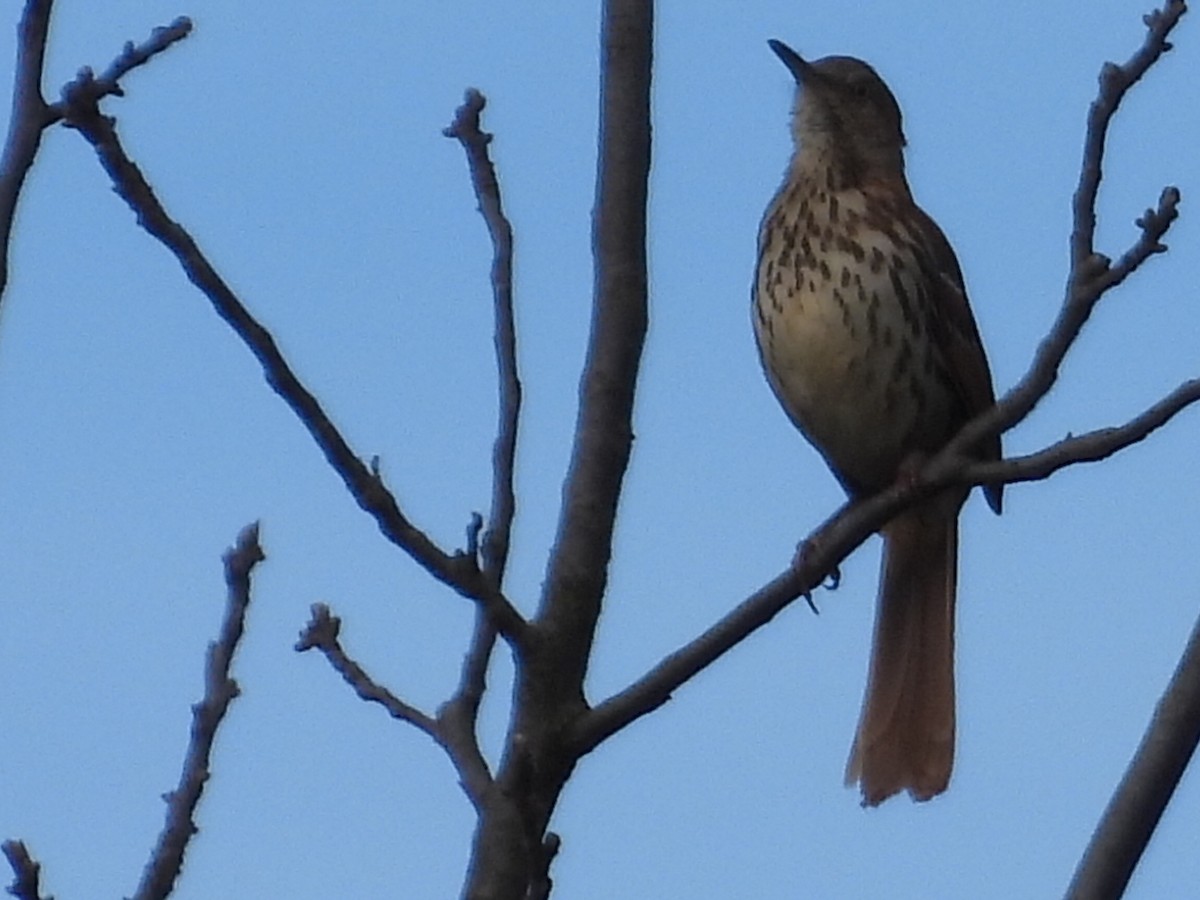 Brown Thrasher - ML617879537