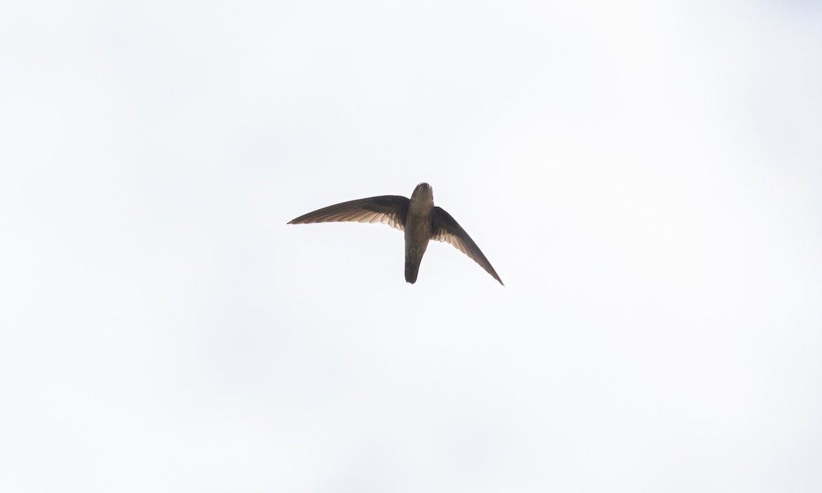 Philippine Swiftlet - Paul Fenwick