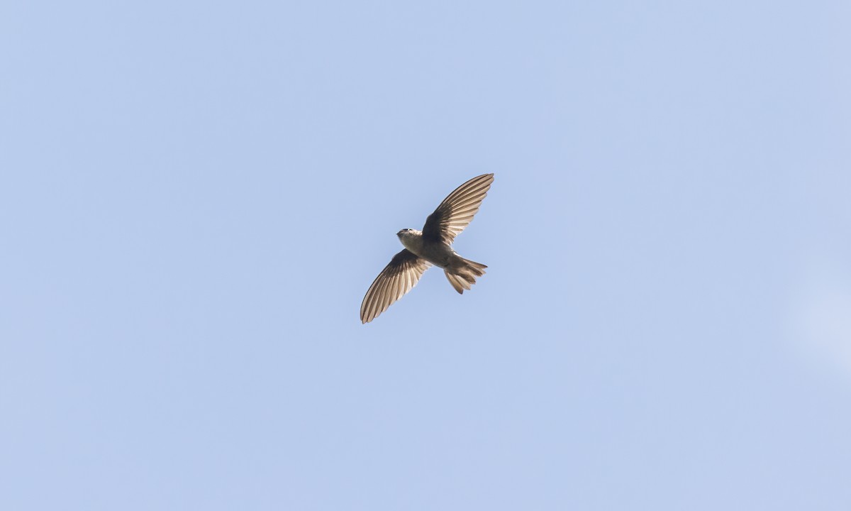 Philippine Swiftlet - ML617879564