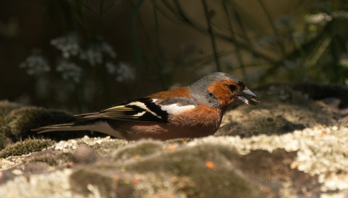 Common Chaffinch - Catherine Miller